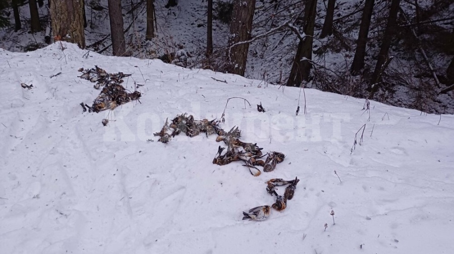 Стотици планински чинки са загинали край Копривщица от новогодишна заря, установиха от Спасителния център за диви животни на „Зелени Балкани“