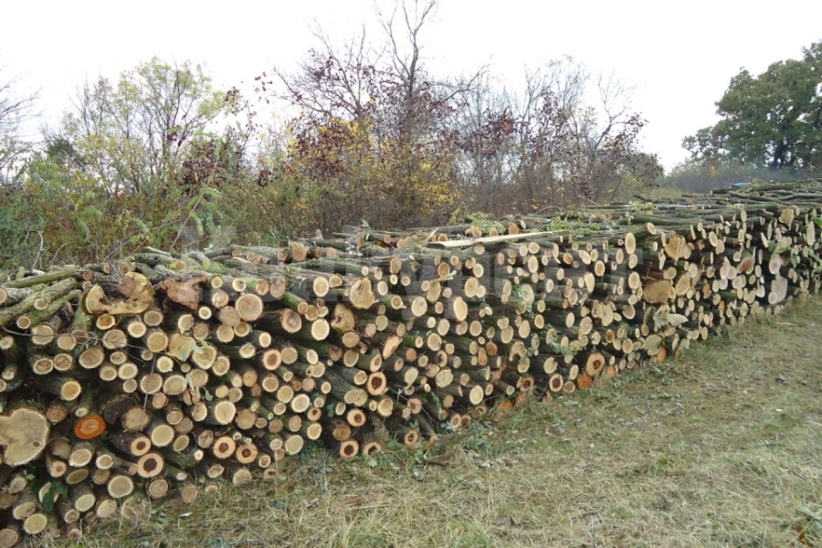 Полицаи откриха 160 кубика незаконни дърва, складирани пред къща в село Меляне