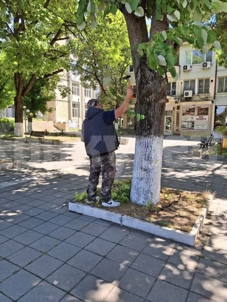 Община Мизия повторно обследва 187 дървета в централната градска част и парка