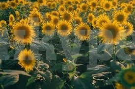 Днес се очаква леко захлаждане