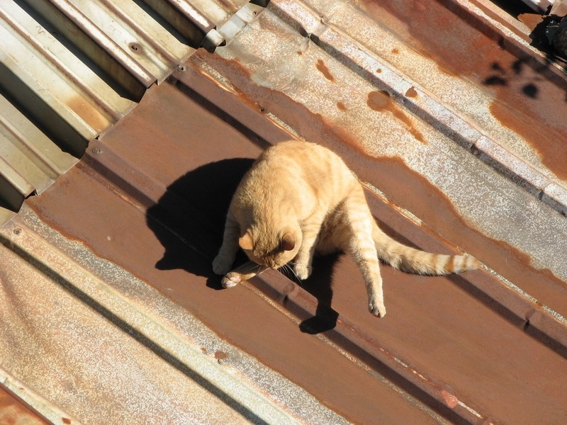 Пожарникари спасиха котка, паднала на ламаринен покрив на 7-етажен блок