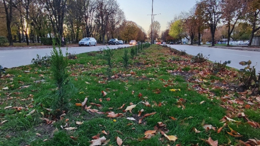 Засадиха над 400 рози във Видин