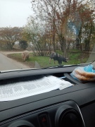 На метри от шосето край Алтимир – прасета