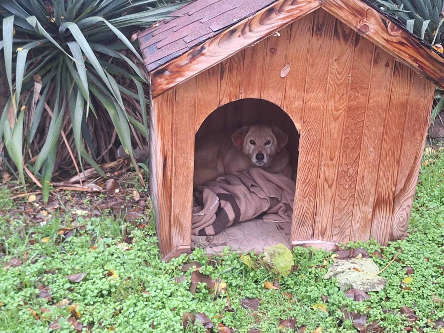 Във Видин поставят къщички за бездомните кучета