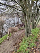 Местен жител изгражда екопътека край Софрониево