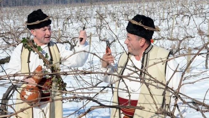 В деня на Свети Трифон празнуват лозарите, винарите, кръчмарите и соколарите