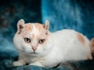 Домашните котки, които излизат навън, могат да пренасят опасни болести