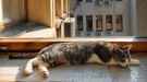 Либи – котката на видинските библиотекари и театрали