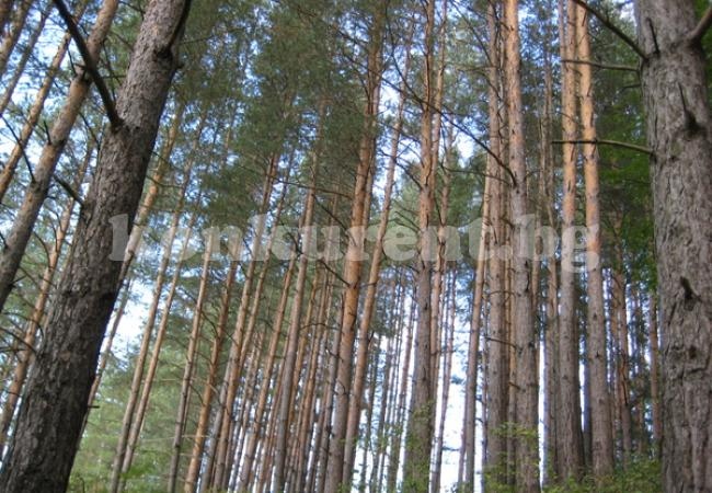 Прочистват боровата гора над Монтана