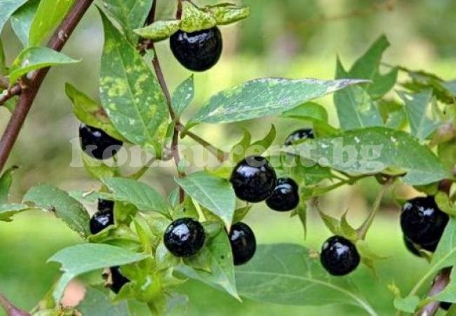 Видове отрови, използвани за убийства