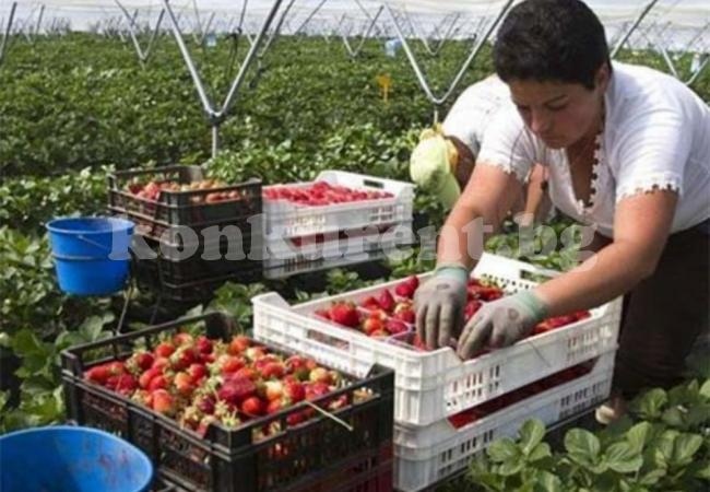 Търсят работници за бране на ягоди и мандарини в Италия
