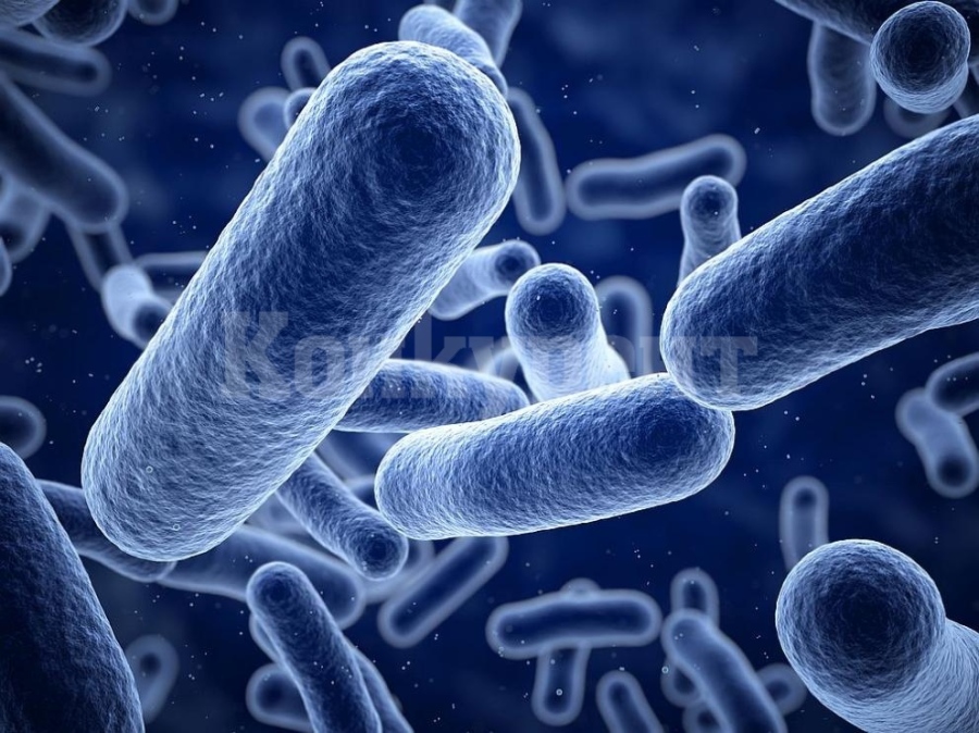 Най-голямата бактерия в света е открита в Гваделупа