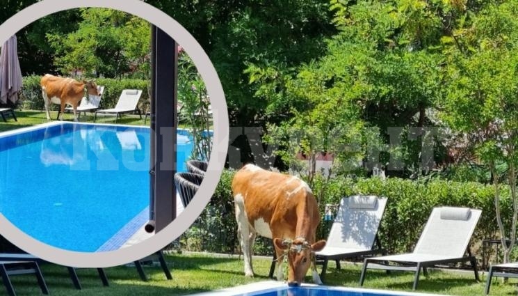 Крави отидоха на басейн в Слънчака
