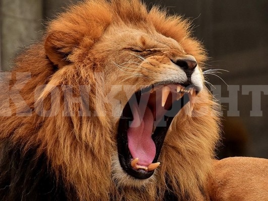 Лъв уби мъж в зоологическа градина
