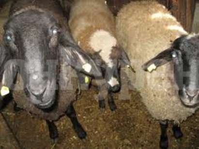 Мъж открадна две овце от двора на свой съселянин от Борован, намериха ги чак в Девене
