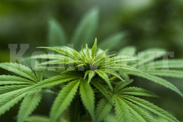 Цюрих легализира пробно продажбата и употребата на марихуана