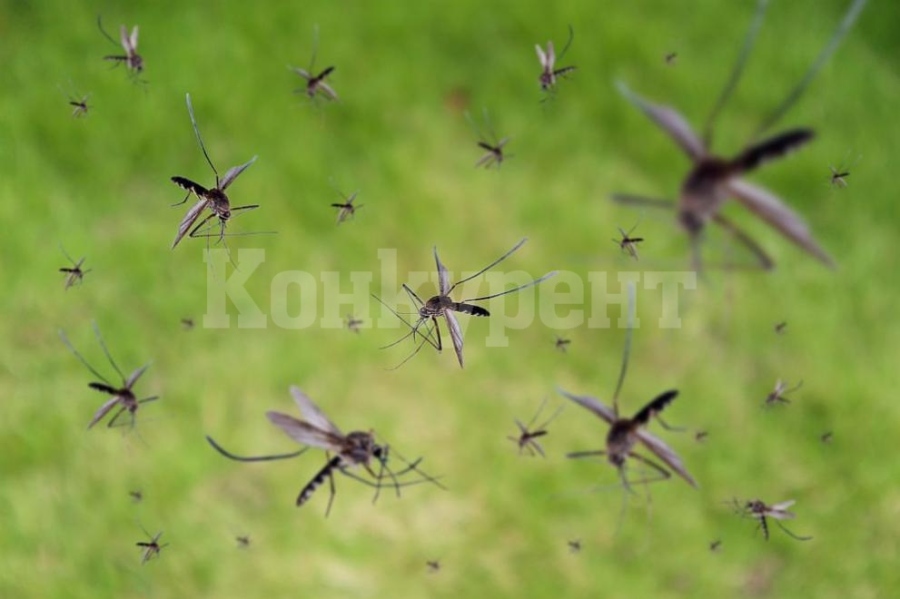 Изгонете комарите с етерични масла