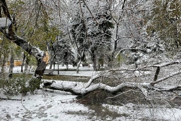 Огнеборци разчистваха десетки паднали дървета заради снега във Видинско 