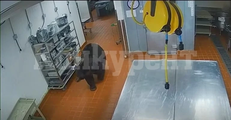 Мечка нападна охранител в хотел