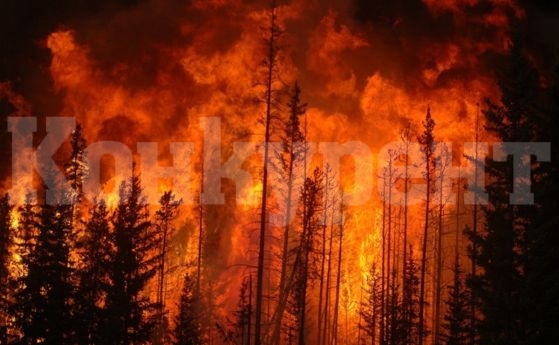 Пожари вилняха и в съботния ден в Монтанско