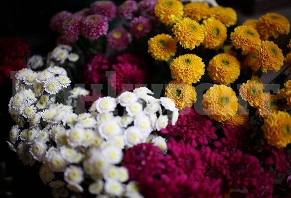 Рекордни 57 тона цветя изнесе Колумбия по повод Свети Валентин