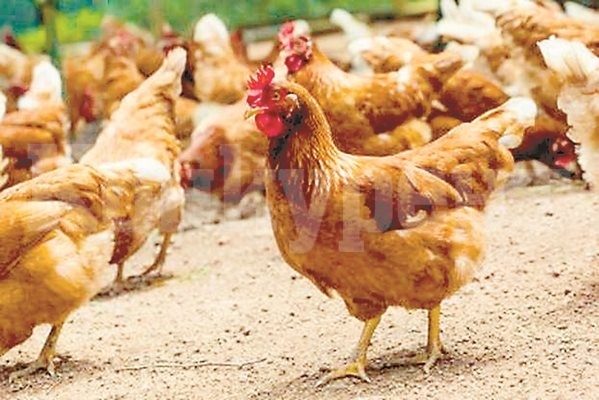 Ранният  прелет на дивите птици е причина за пето огнище на птичи грип в област Добрич