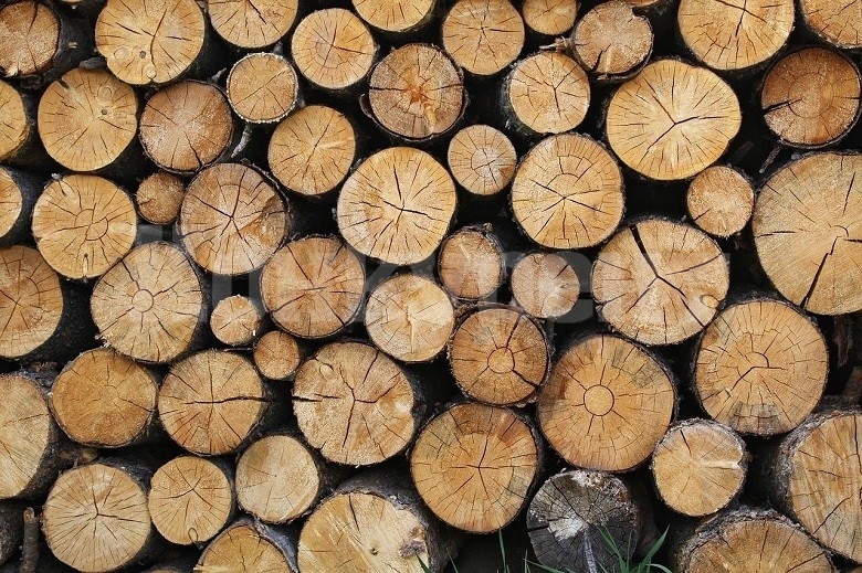  Намериха незаконни дърва на два частни адреса във Видинско