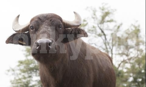 Бивол помля кола на пътя, КАТ и застрахователи отсвириха водача