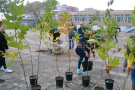 600 дръвчета вече са засадени тази пролет по софийските улици и паркове