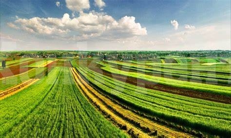 Обява! Отдават под наем земеделски земи в землището на село Софрониево