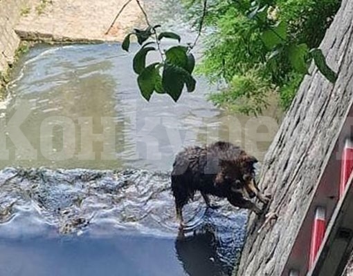 Спасители вадиха куче, паднало в канал