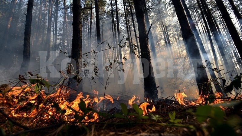 Горя борова гора край Вършец