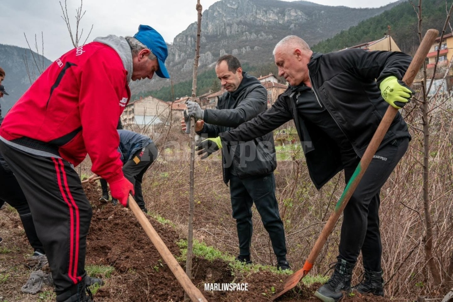 Предстои засаждането на още дървета и храсти в кварталите на Враца