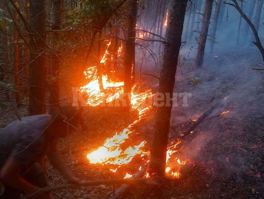 Повече от 1350 дка засегнати от пожари на територията на ТП „ДГС Белоградчик“ /СНИМКИ/