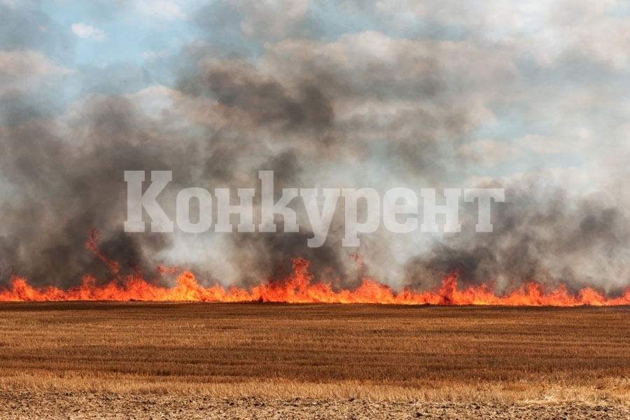 Пожар погълна 100 декара жито