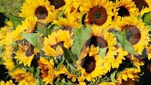 Предимно слънчево време ни очаква днес