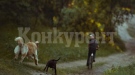 Деца в Асеновград са системно нападани от бездомни кучета