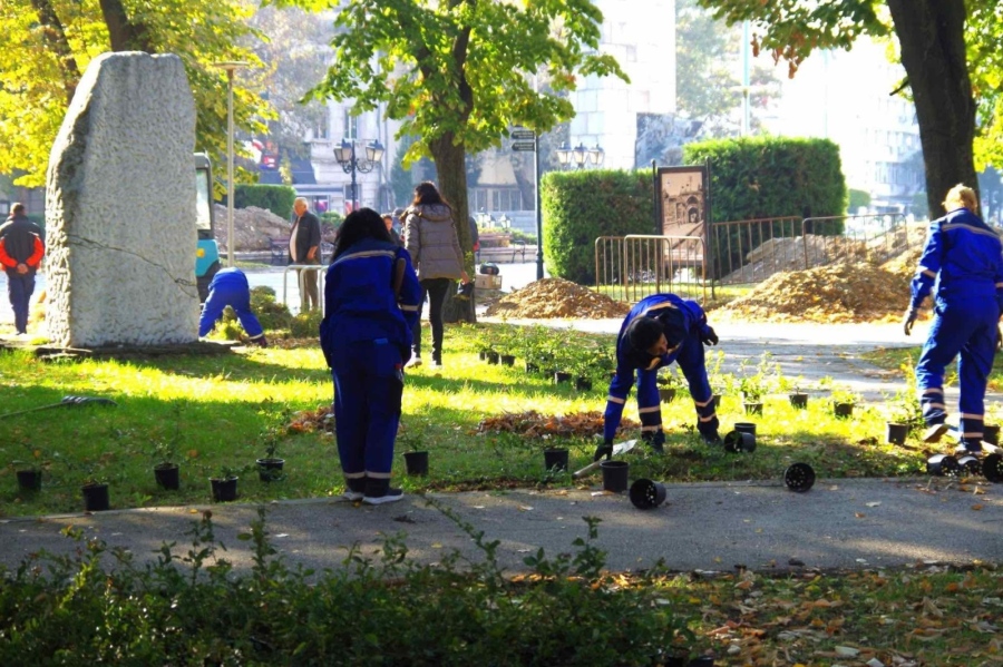 Във Видин садят дървета и храсти