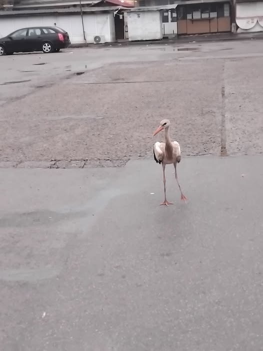 Щъркел на автогарата в Монтана /обновена/