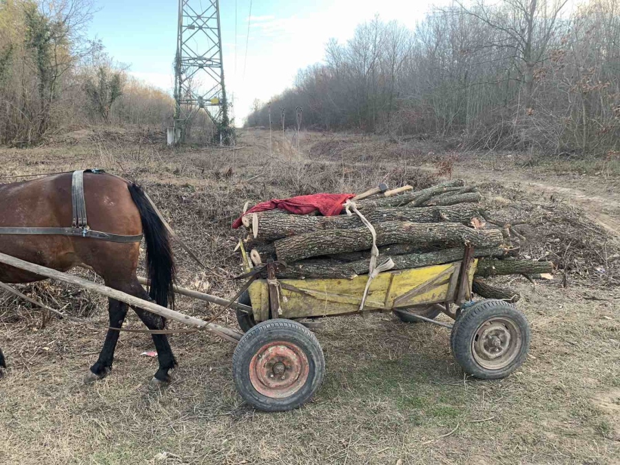 Хайка за  незаконни дърва в Монтанско, горски и полицаи обикалят дворовете