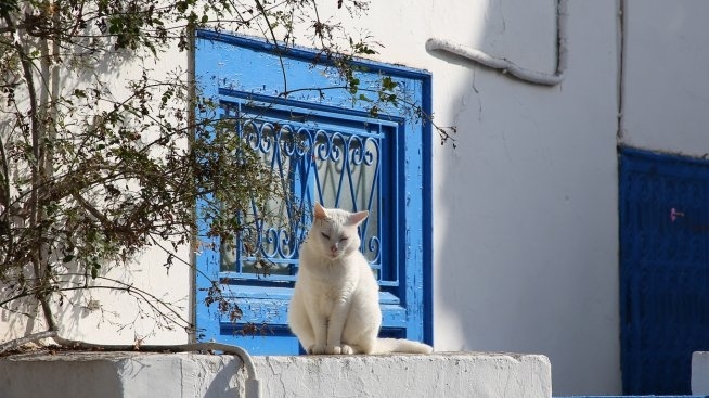 Разследват смъртта на домашна котка
