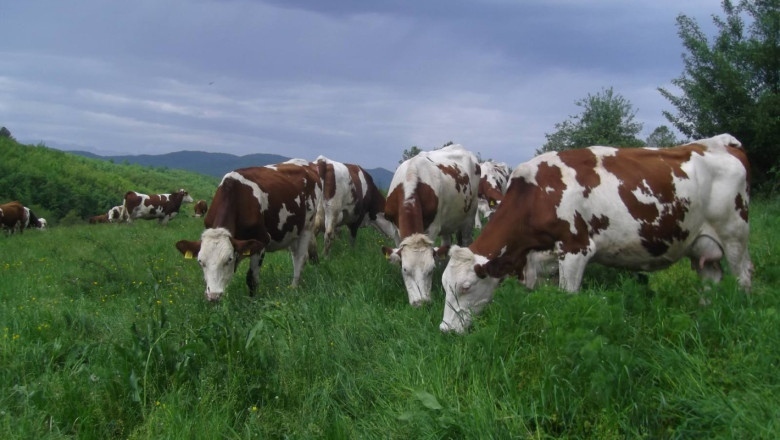 5 умъртвени телета откриха на ливада във Видинско, извършителят е задържан