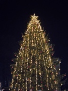 Грейна коледната елха в Берковица