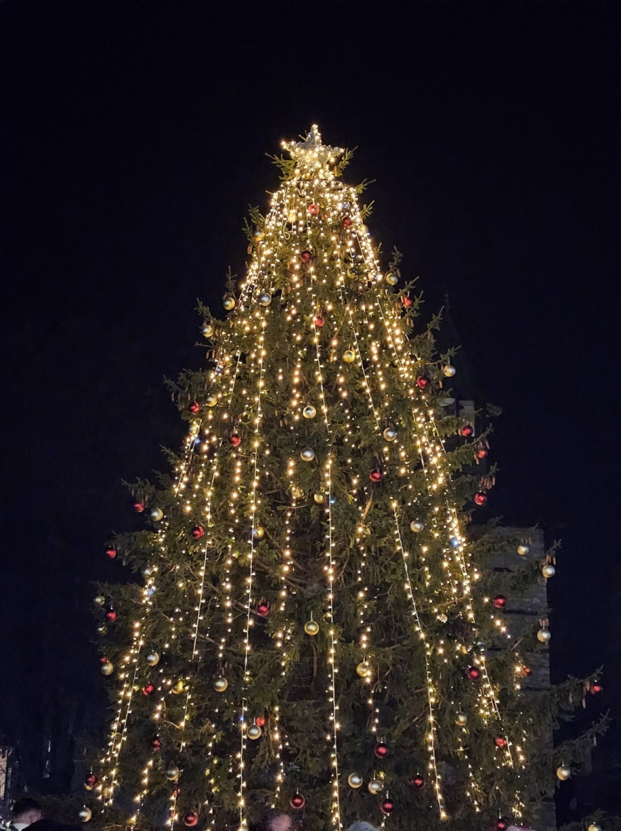 Грейна коледната елха в Берковица