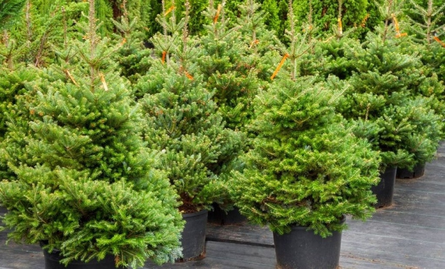 Живи елхи показват талантливите деца на Враца