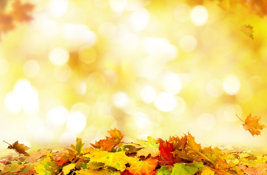 Слънчева есен в сряда