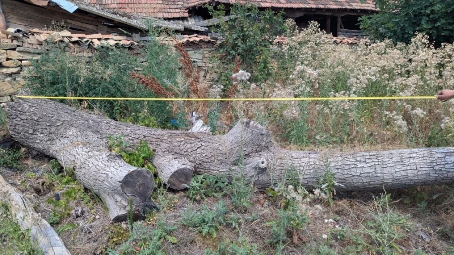 Спипаха 16-годишен, отсякъл 15-метров бор