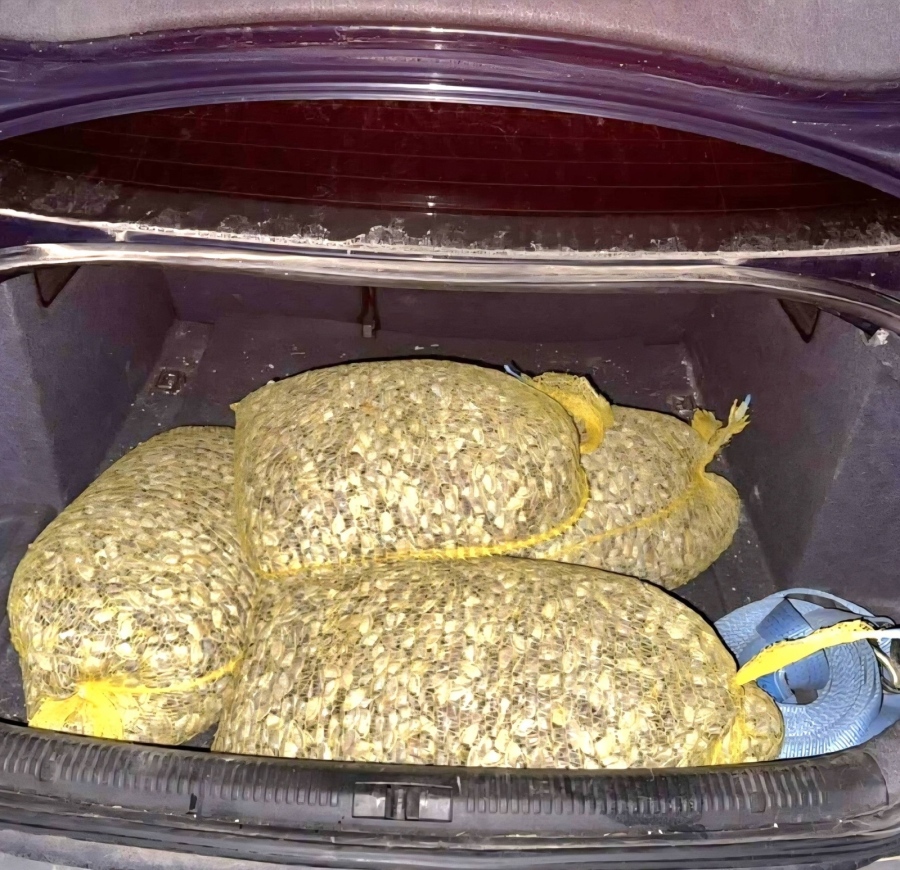 Гранична полиция задържа бракониер с 90 кг бяла мида при опит да осуети проверка по море