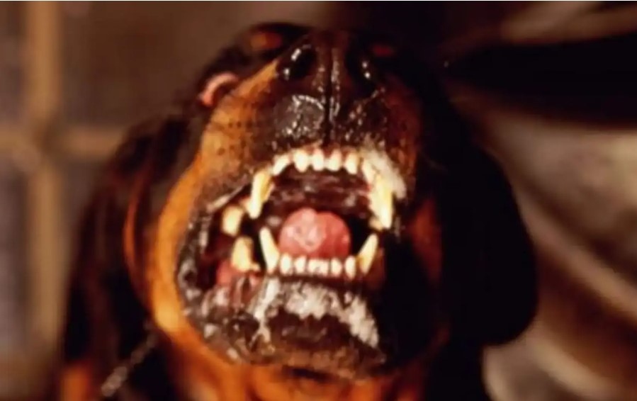 След скандал мъж е в болница,  нахапан е от ротвайлер и наръган в корема