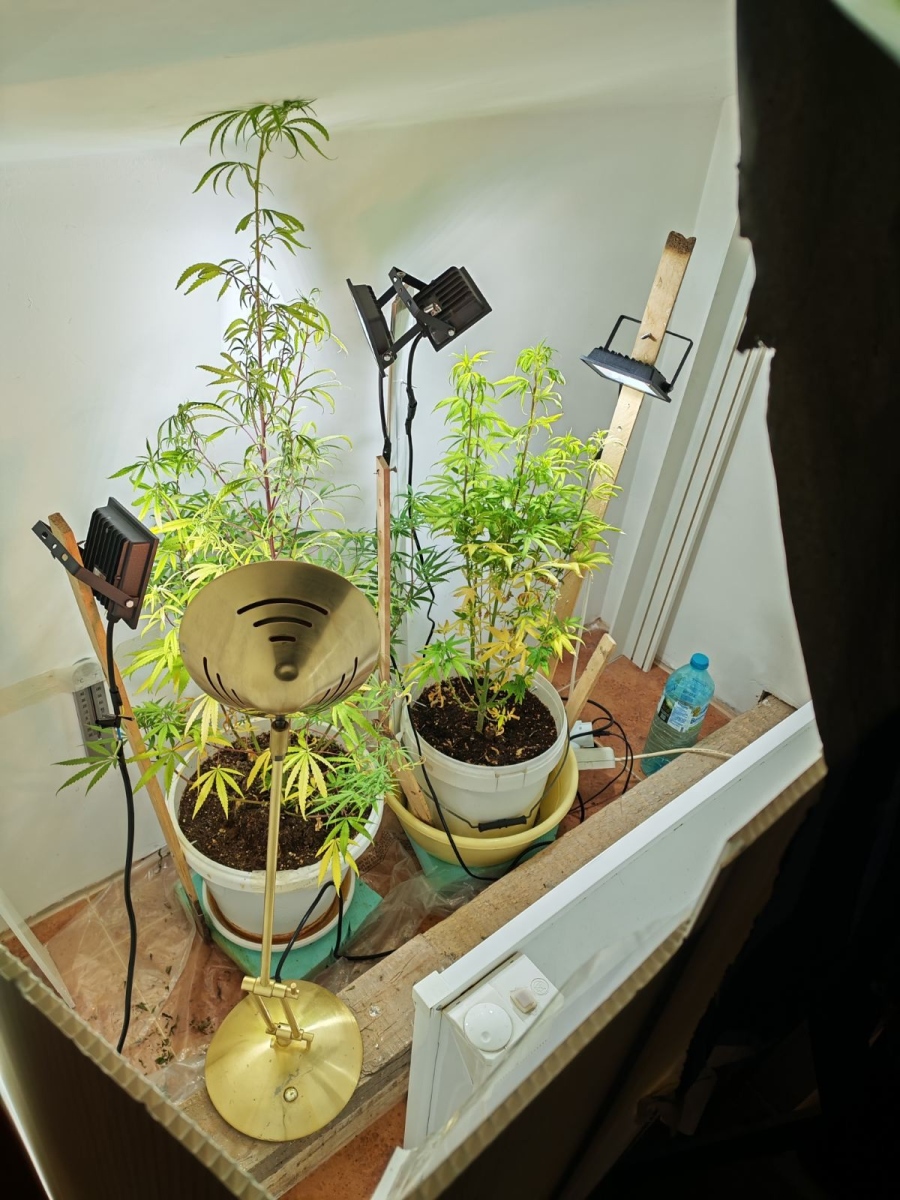 Откриха мини наркооранжерия в апартамент в Монтана